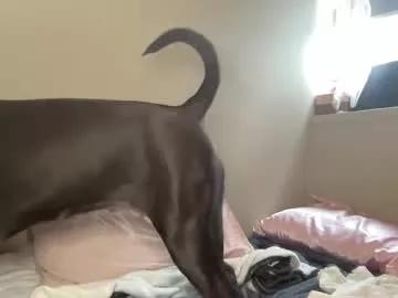 annalovesu1212 from Chaturbate is Freechat